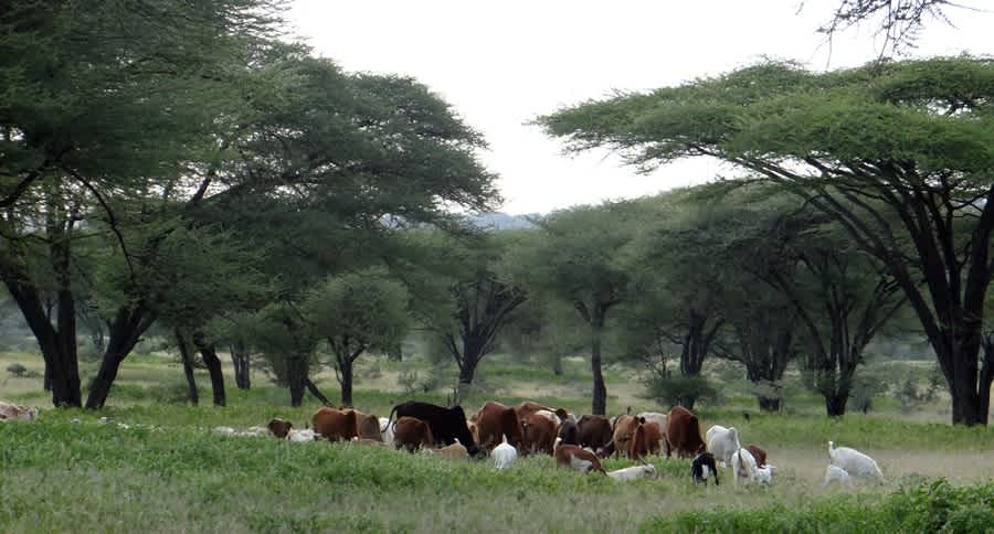 Landscape restoration in Tanzania