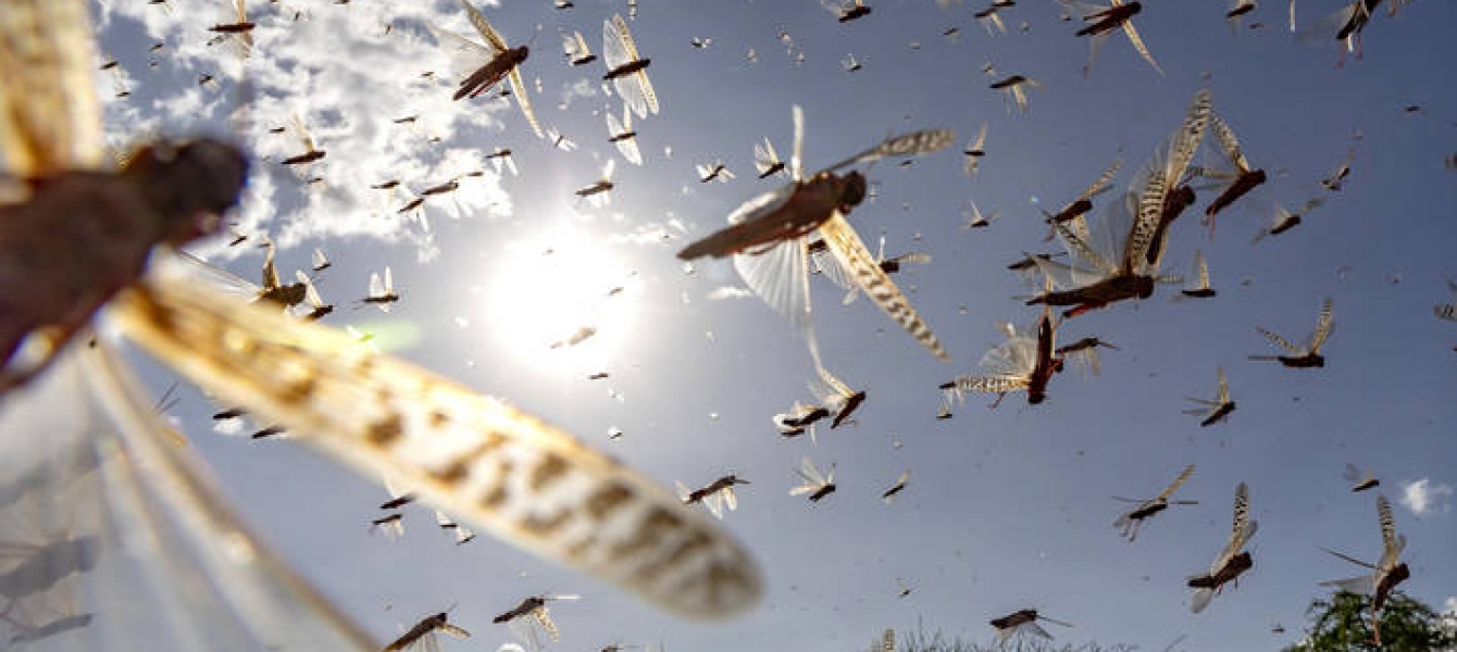 Building better resilience to desert locust and other transboundary threats amid the climate crisis