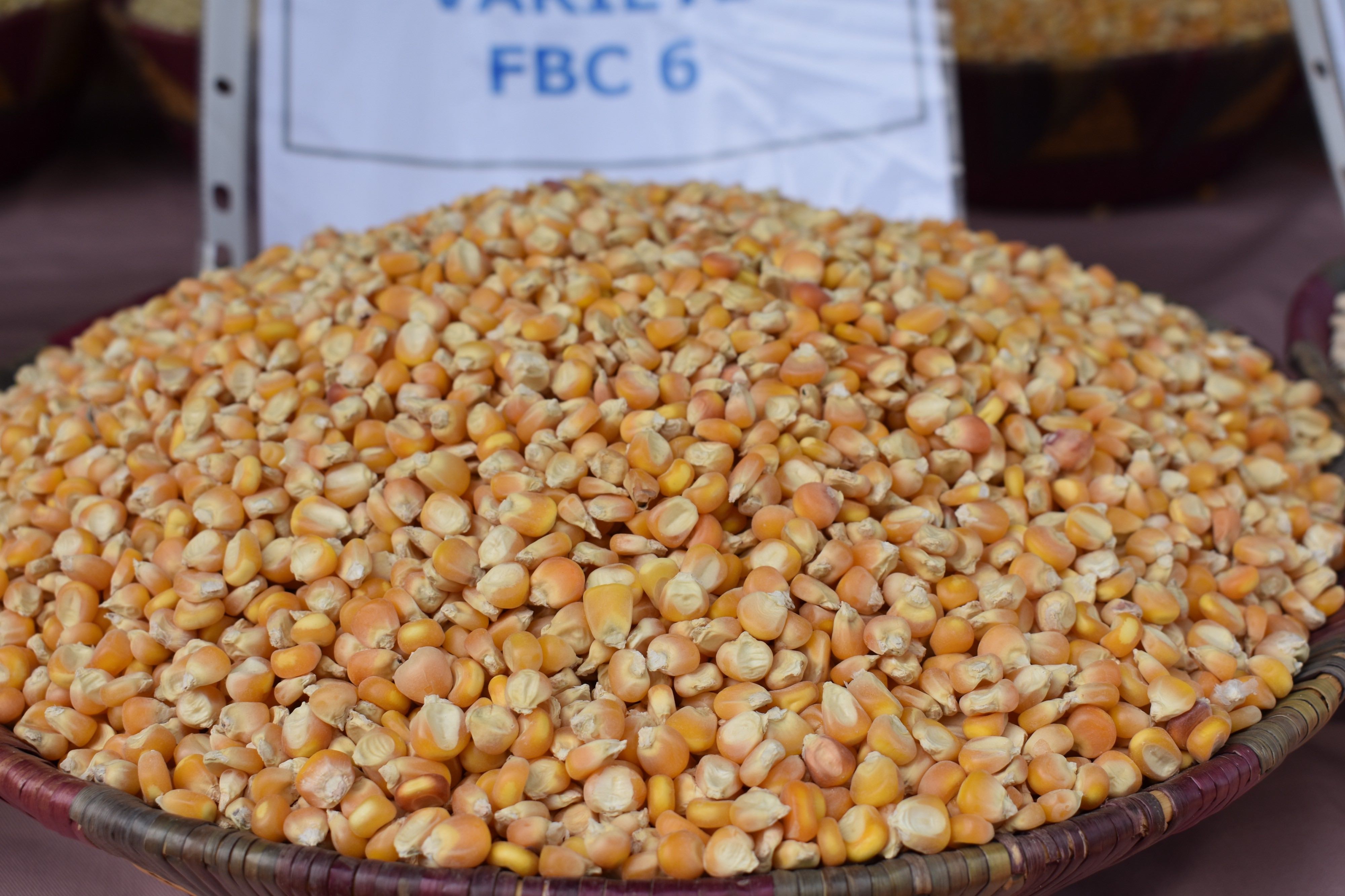 Hunger’s Vicious Cycle: Intersecting food price, security and political crises in Burkina Faso