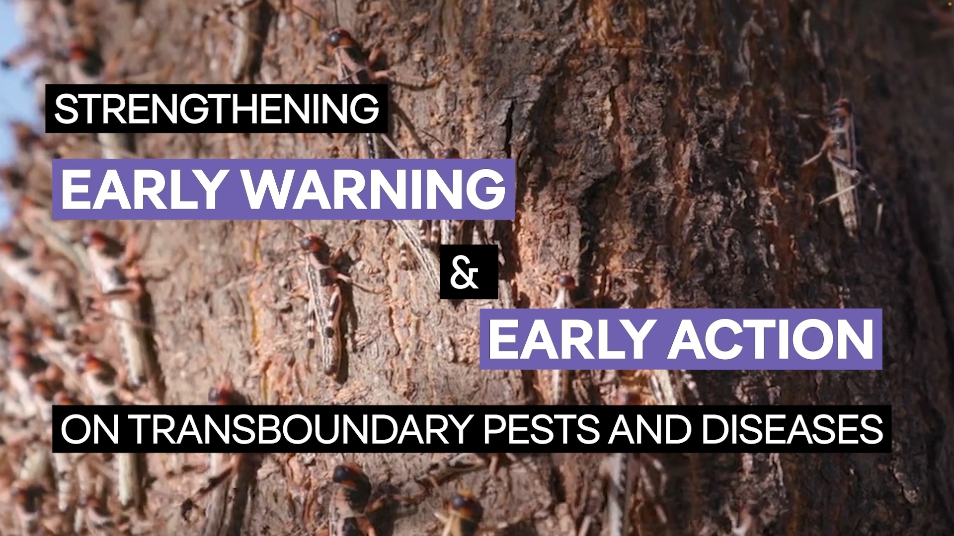 Strengthening Early Warning & Early Action on Transboundary Pests and Diseases