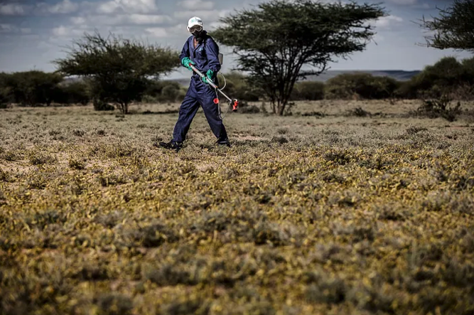 A member of Kenya’s NYS—National Youth Service—sprays pesticides in an area infested with hopper bands of desert locust near Lokichar, Turkana County, Kenya on June 7, 2020. ©FAO/Luis Tato.
