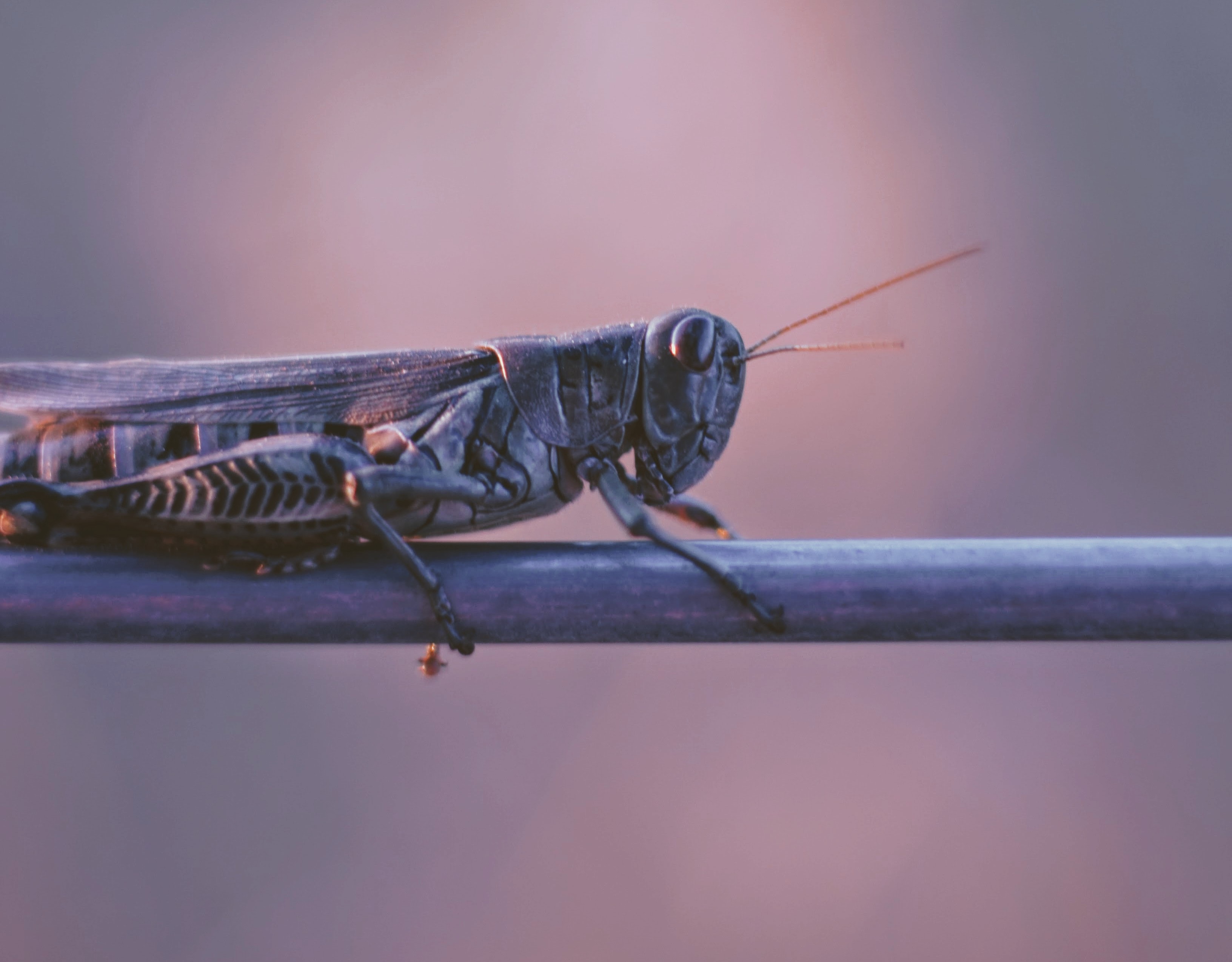 Scientific Linkages Between Climate Change and (Transboundary) Crop Pest and Disease Outbreaks