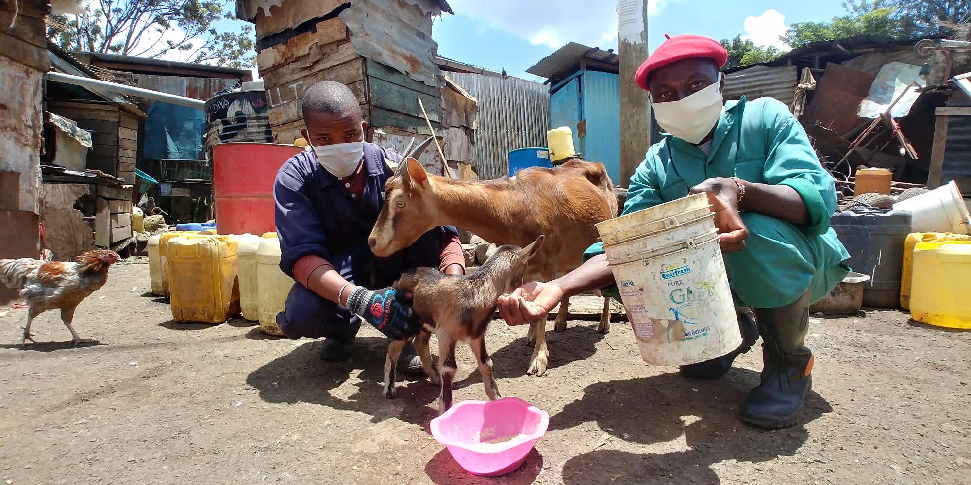 goat farmers in Nairobi 