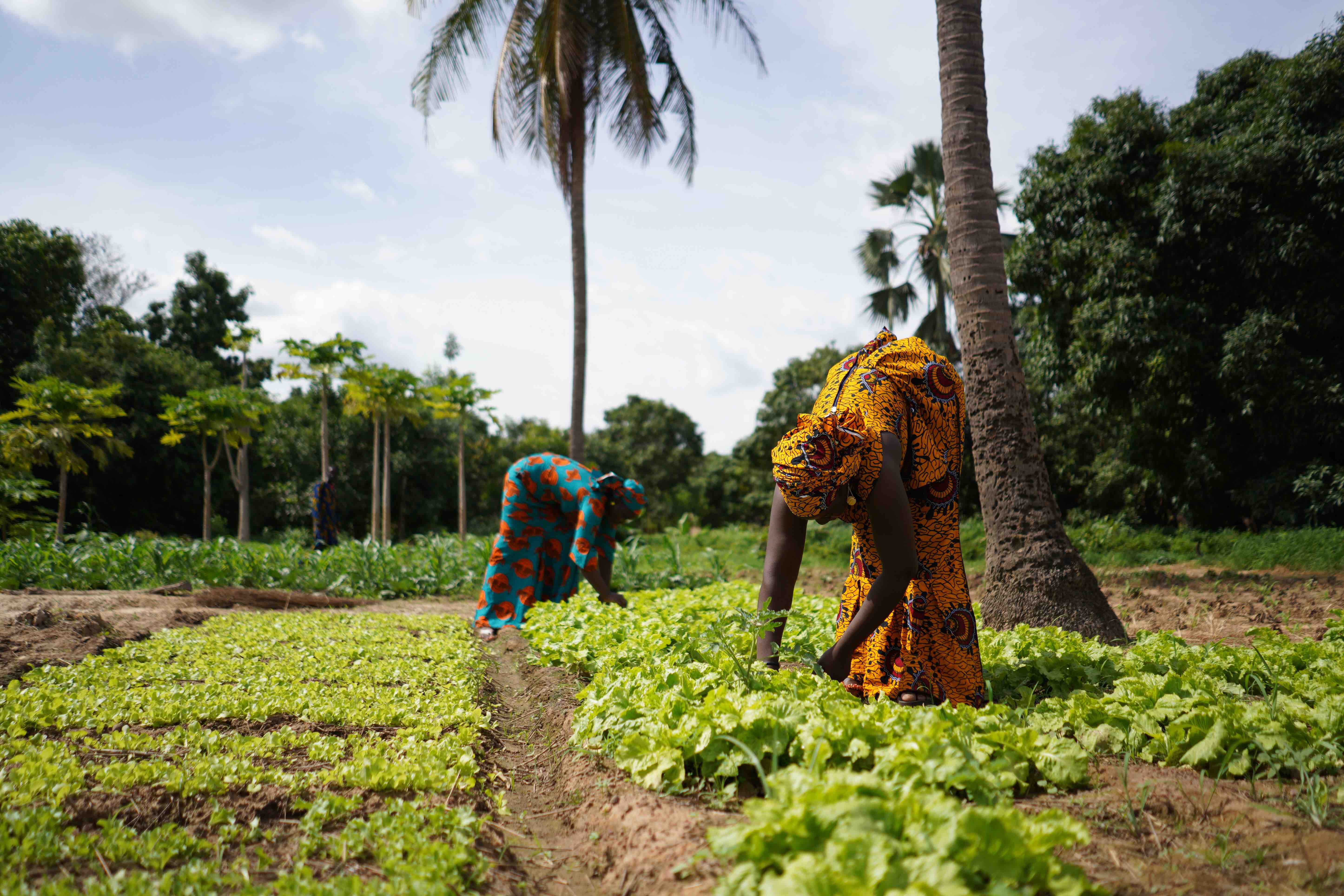 Empowering Food Systems Actors: A Pathway to Just Governance