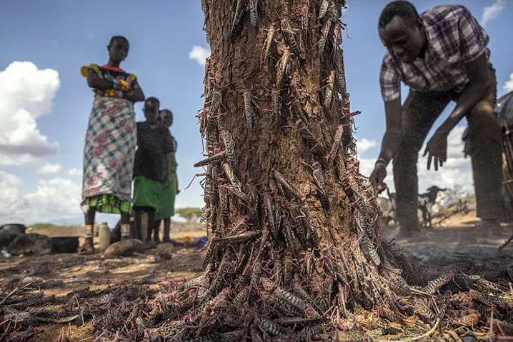 ©FAO: Sven Torfinn