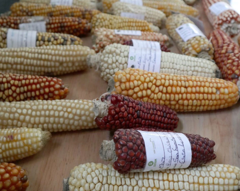 Guatemala maize varieties