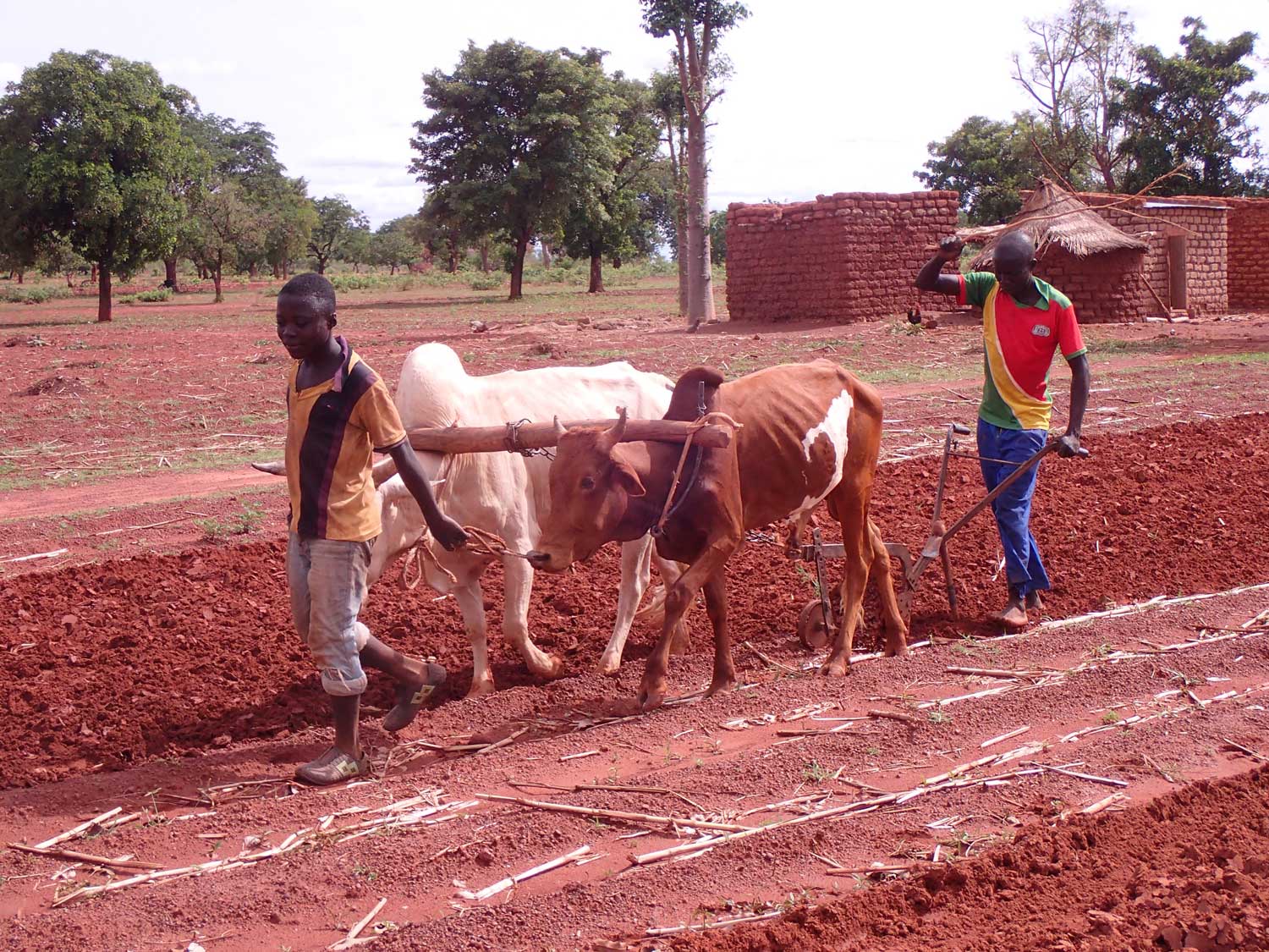 Social innovations for healthy soils and human well-being