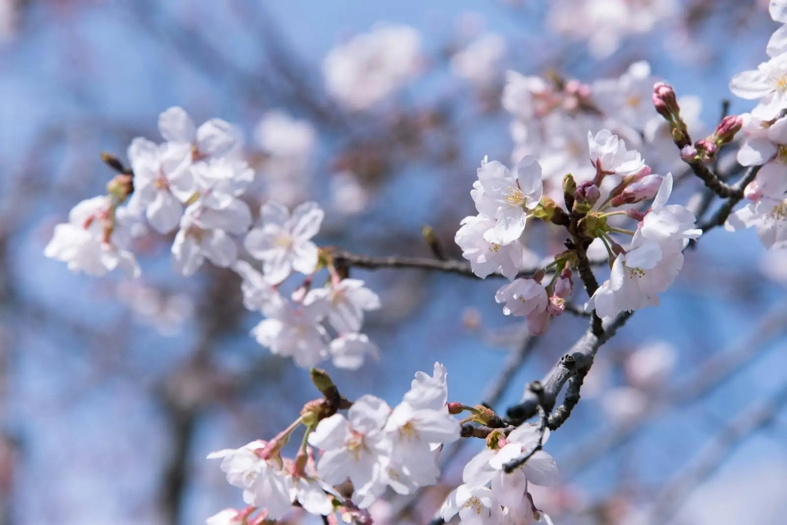 Cherry blossom viewing/prize flowers (late March to April 2025)