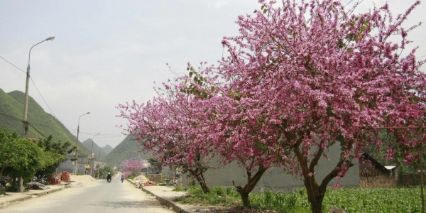 一時帰国やることリスト！全体像とスケジュール