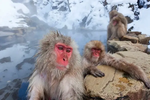 Japanese monkeys in winter