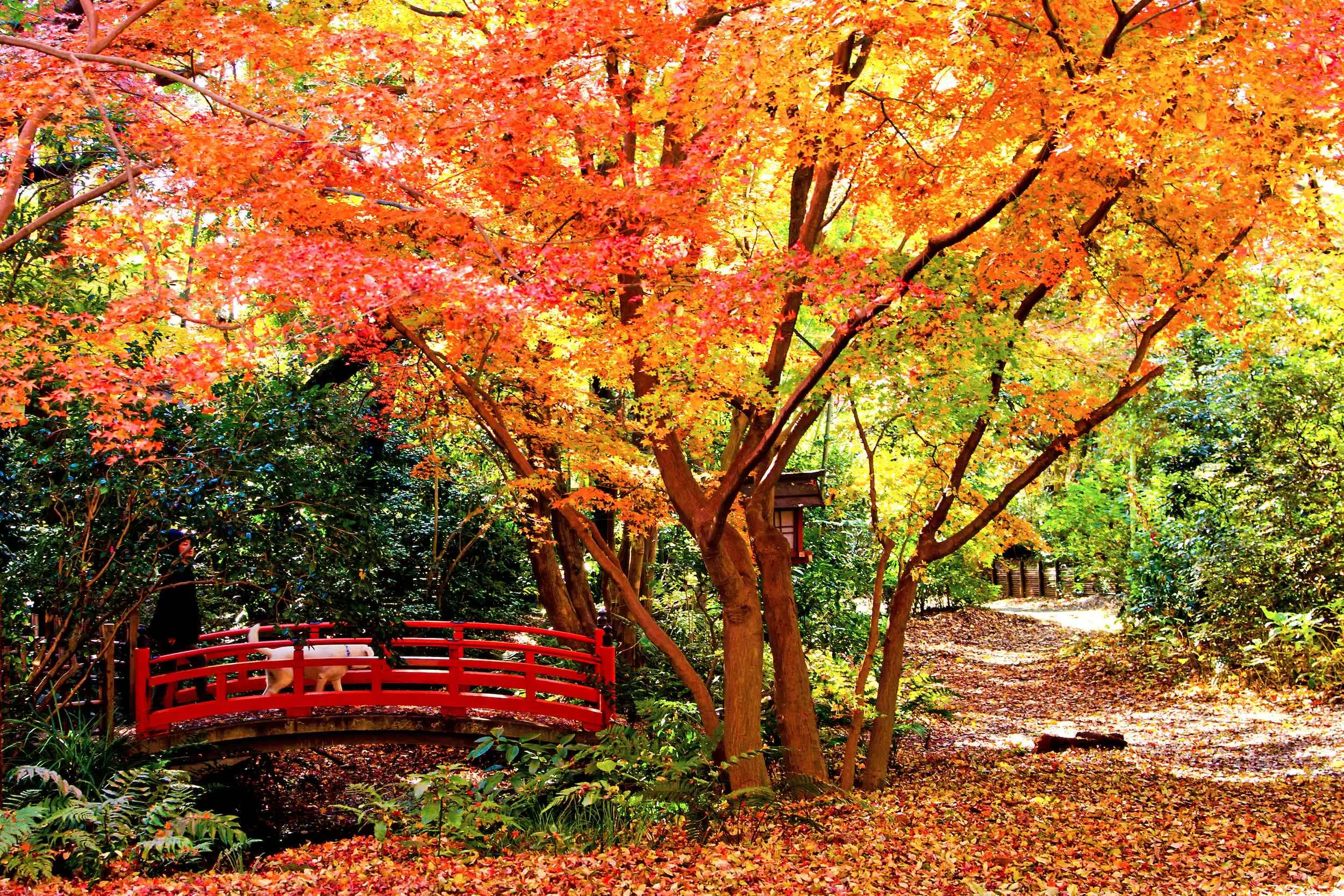 totoroki valley autumn