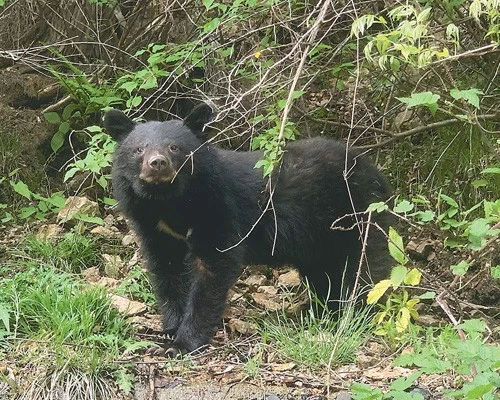 Japanese black bear