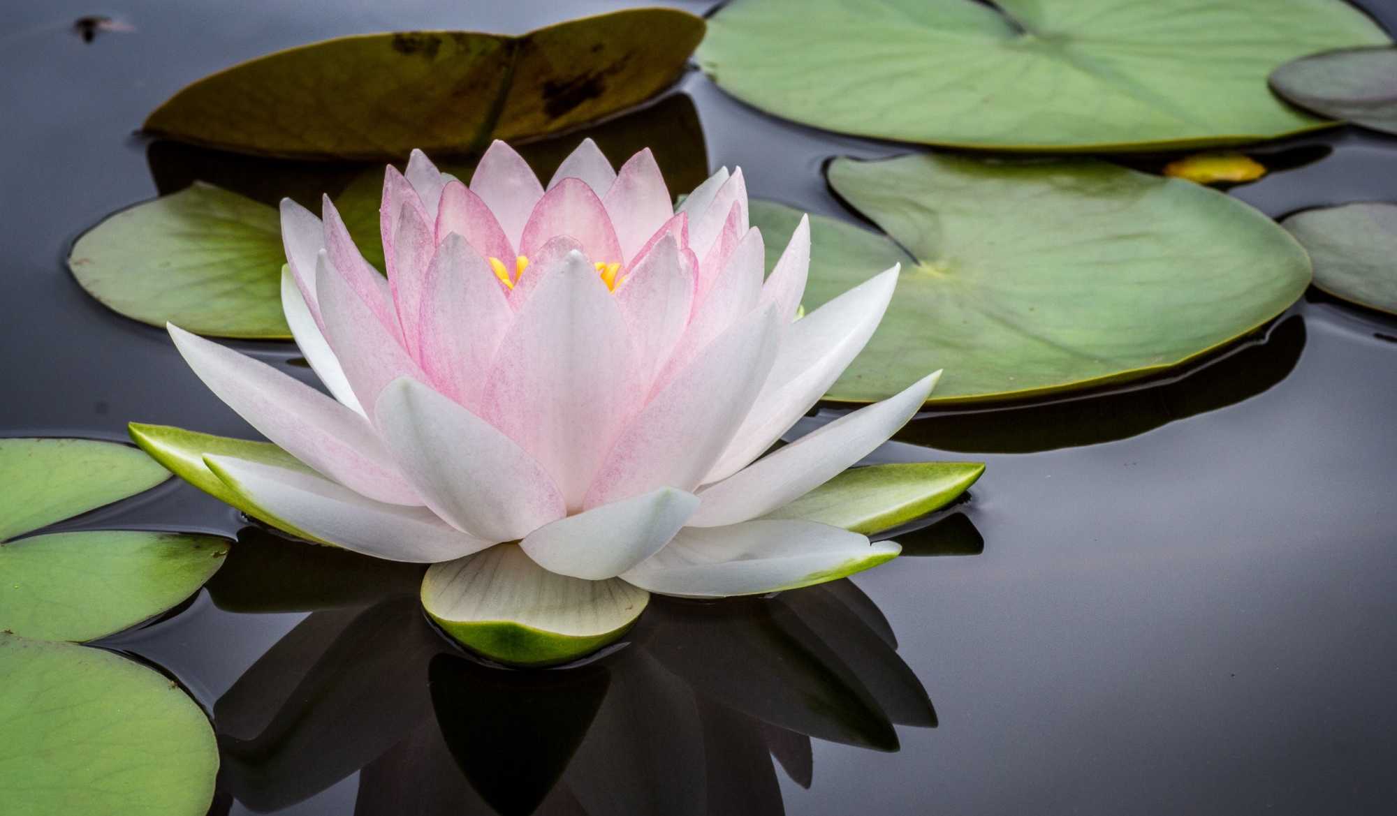 Pink Lotus Flower