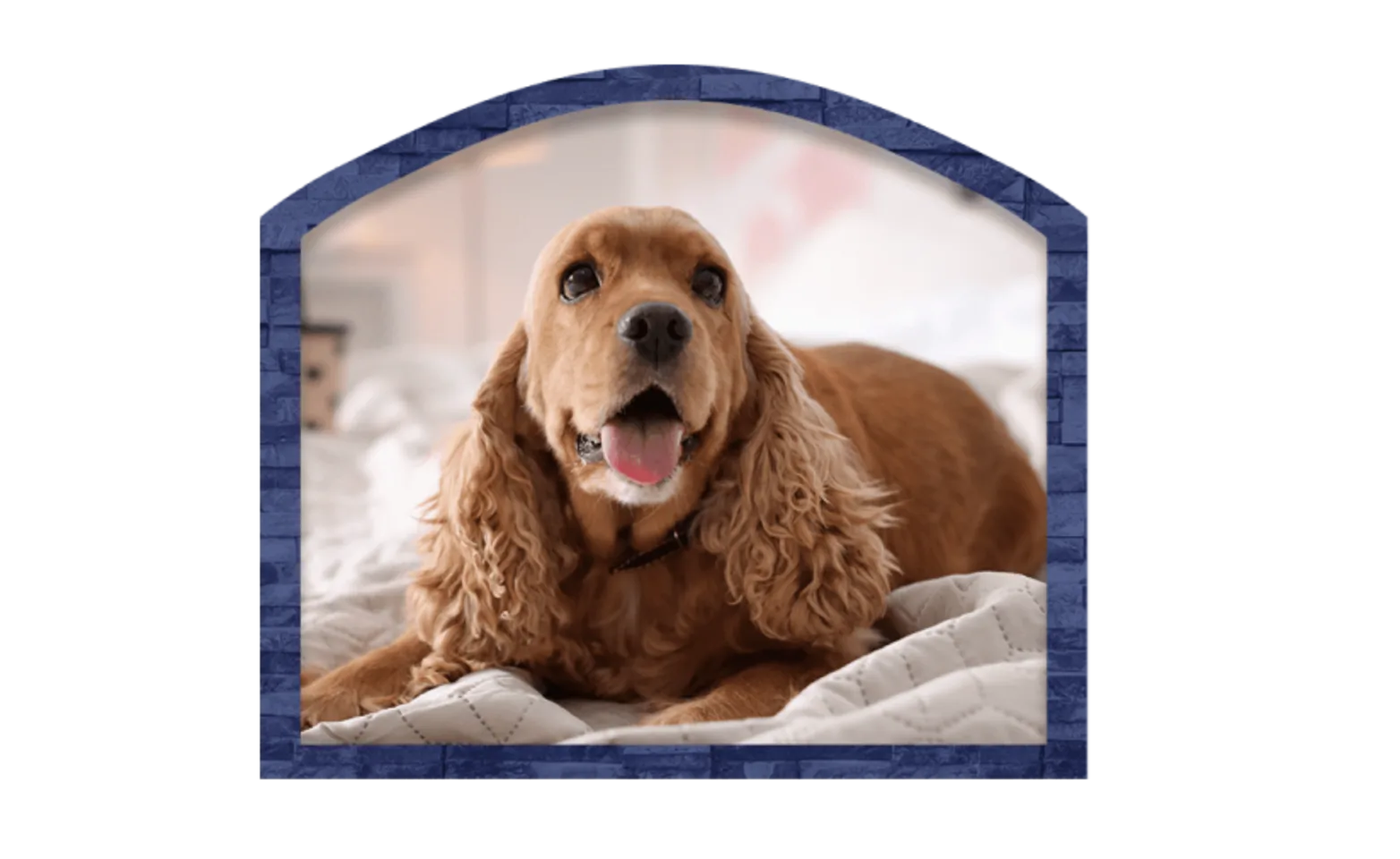 Dog on a bed Dog on a bed