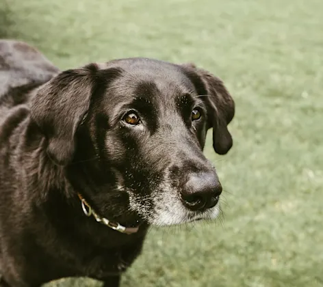 Black elderly dog looking at something 