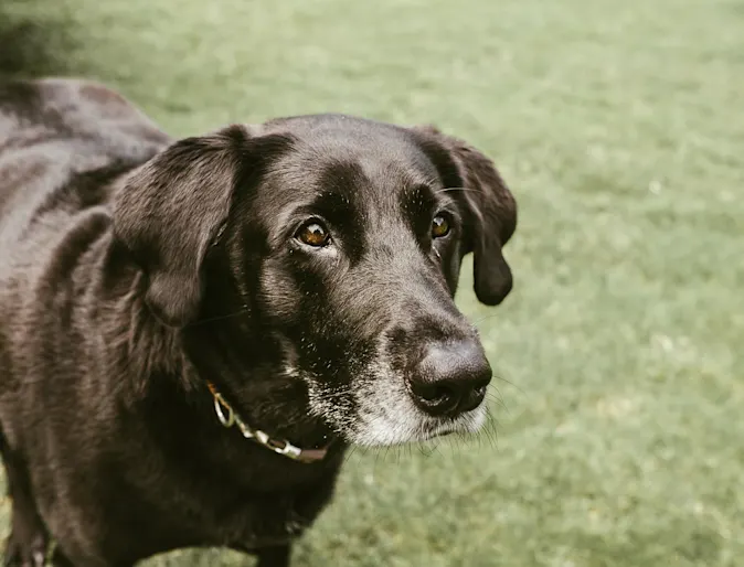 Black elderly dog looking at something 