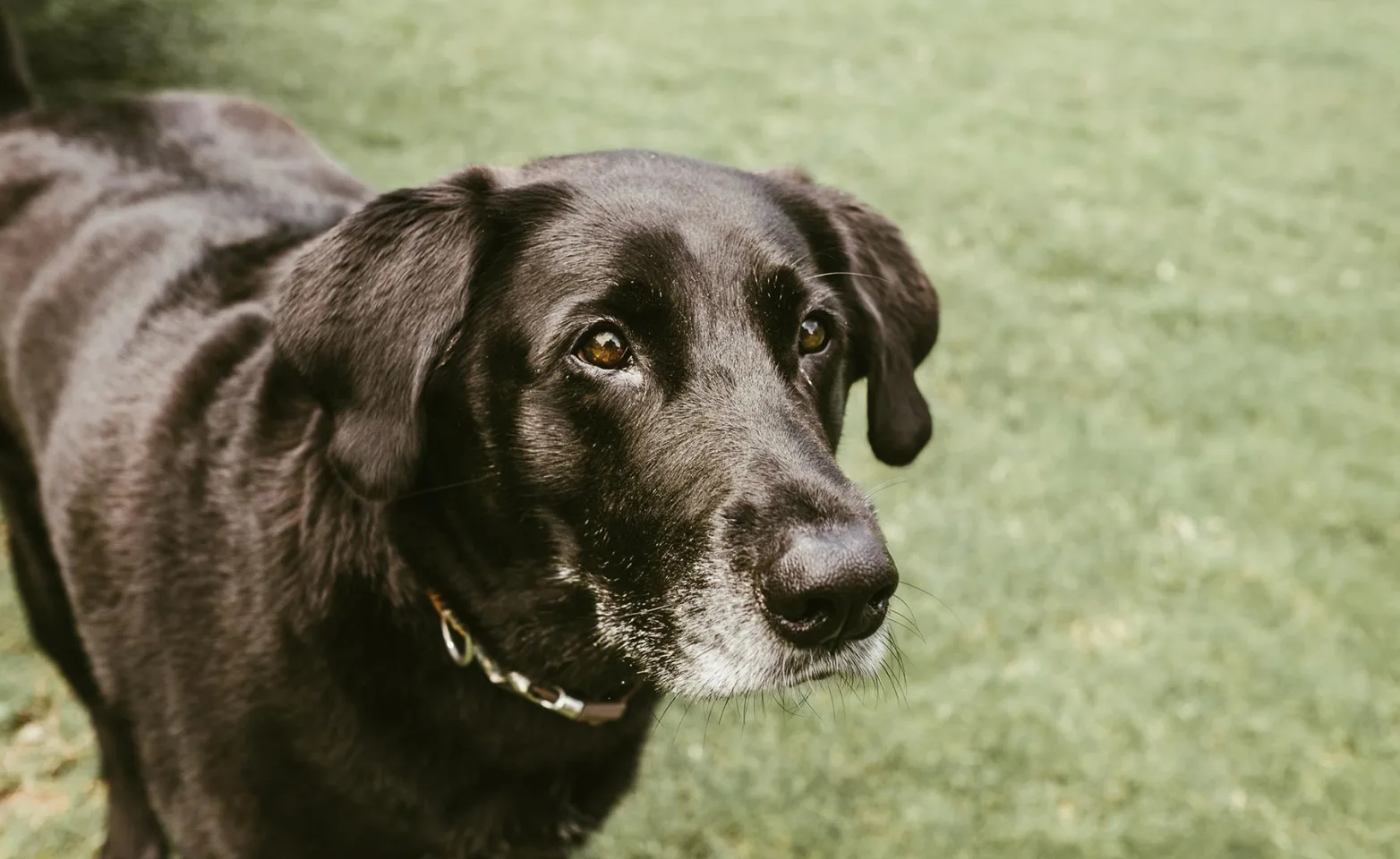 Black elderly dog looking at something 