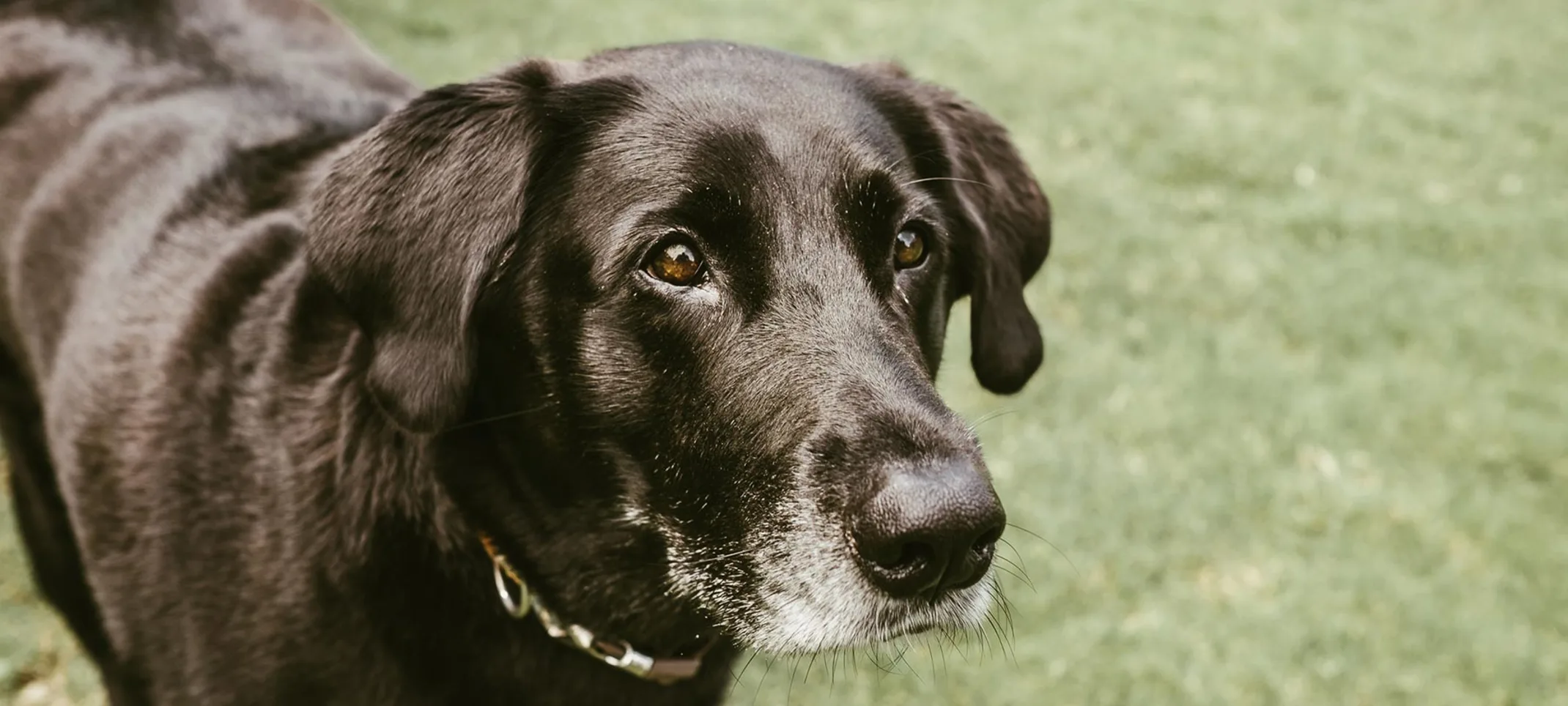 Black elderly dog looking at something 