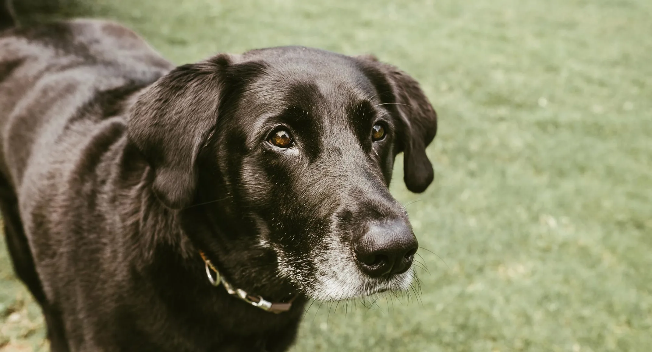 Black elderly dog looking at something 