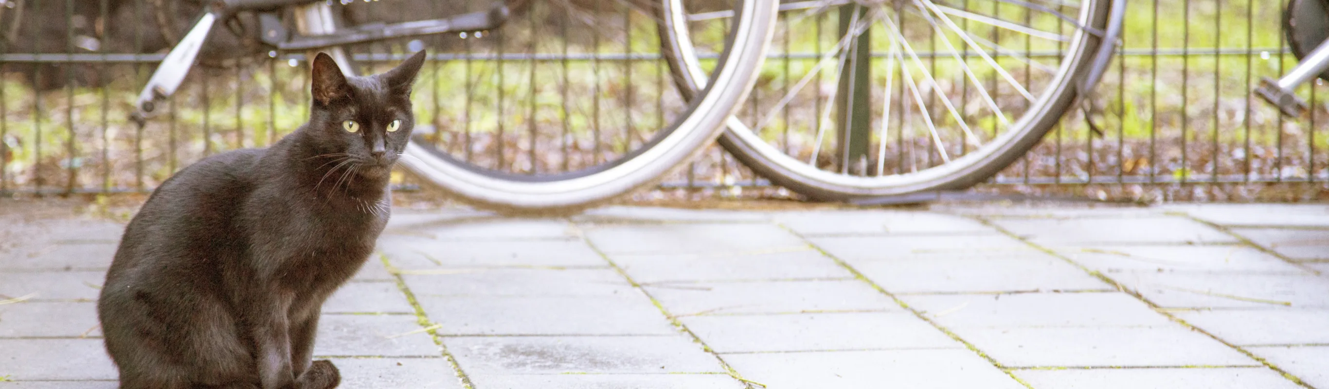 Cat with bikes