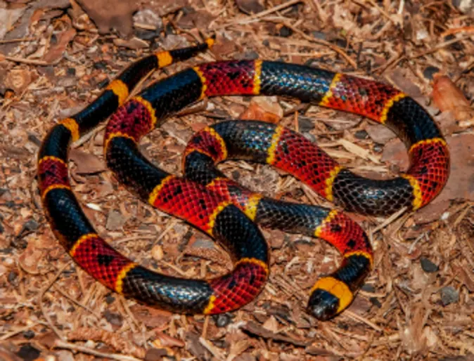 Coral Snake Coral Snake