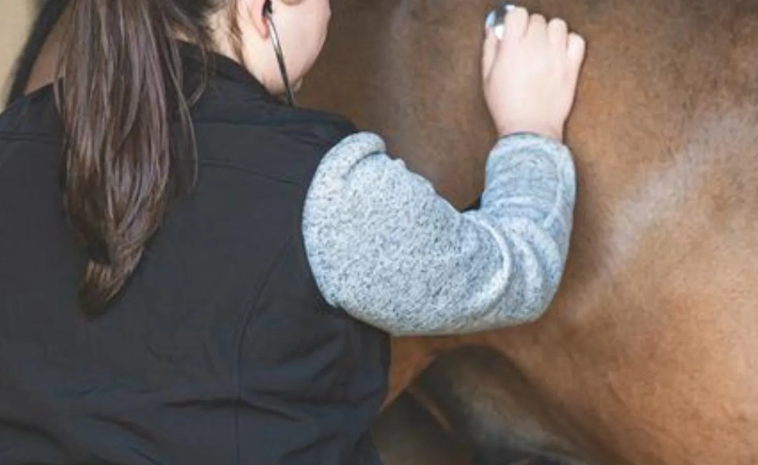 Vet checking on horse Vet checking on horse