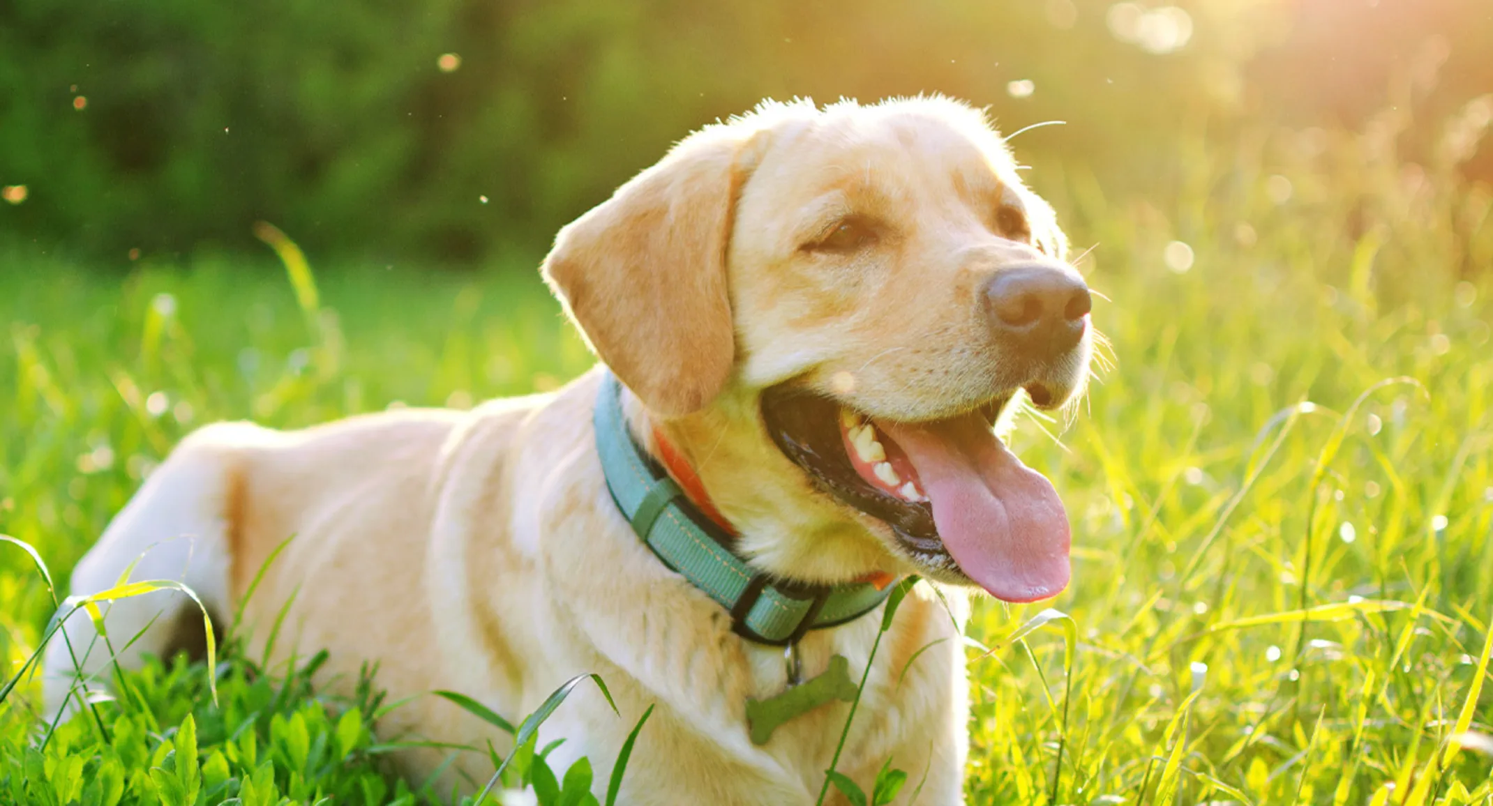 Dog in grassy field with smile and tongue out Dog in grassy field with smile and tongue out