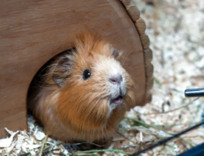 Small Animal Boarding Gerbil in cage Small Animal Boarding Gerbil in cage