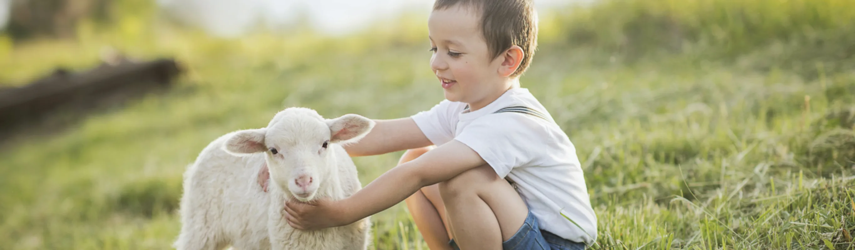 Little boy with sheep Little boy with sheep