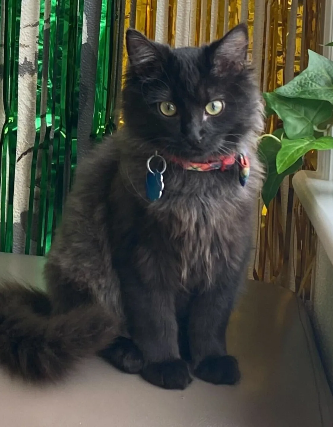 Calcipher "Cal" Calcipher "Cal"