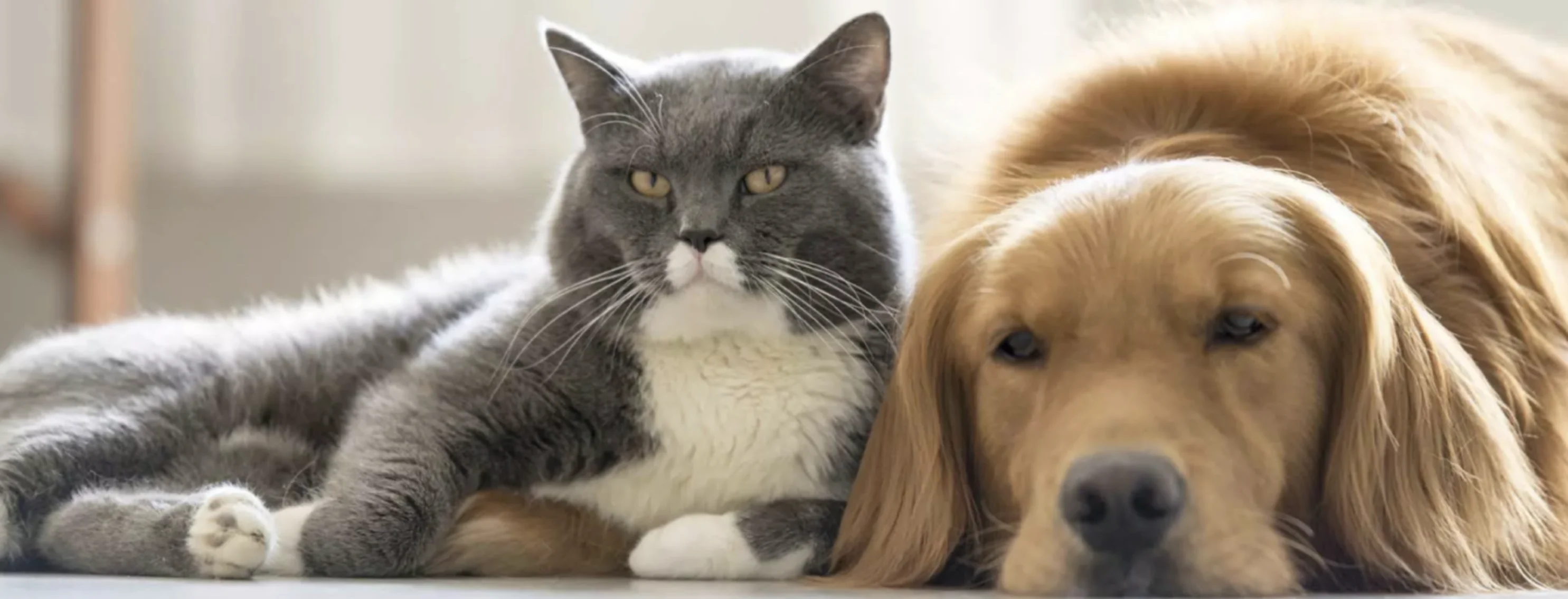 College Mall Hero College Mall Hero