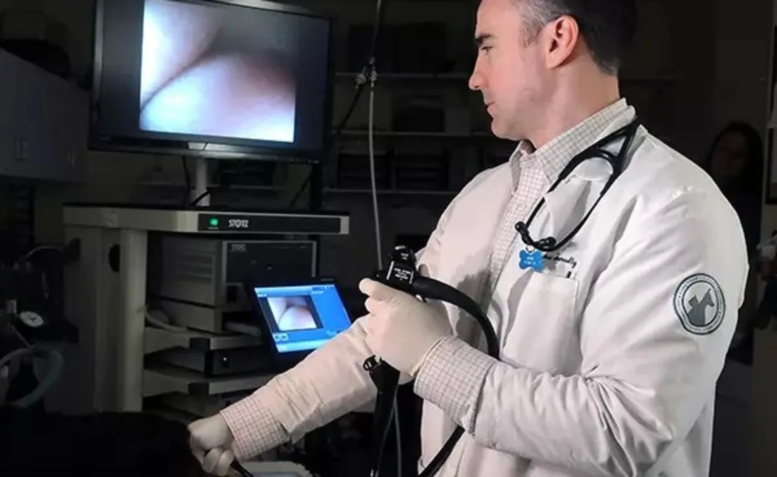 Internist specialist checking for internal problems in a pet Internist specialist checking for internal problems in a pet