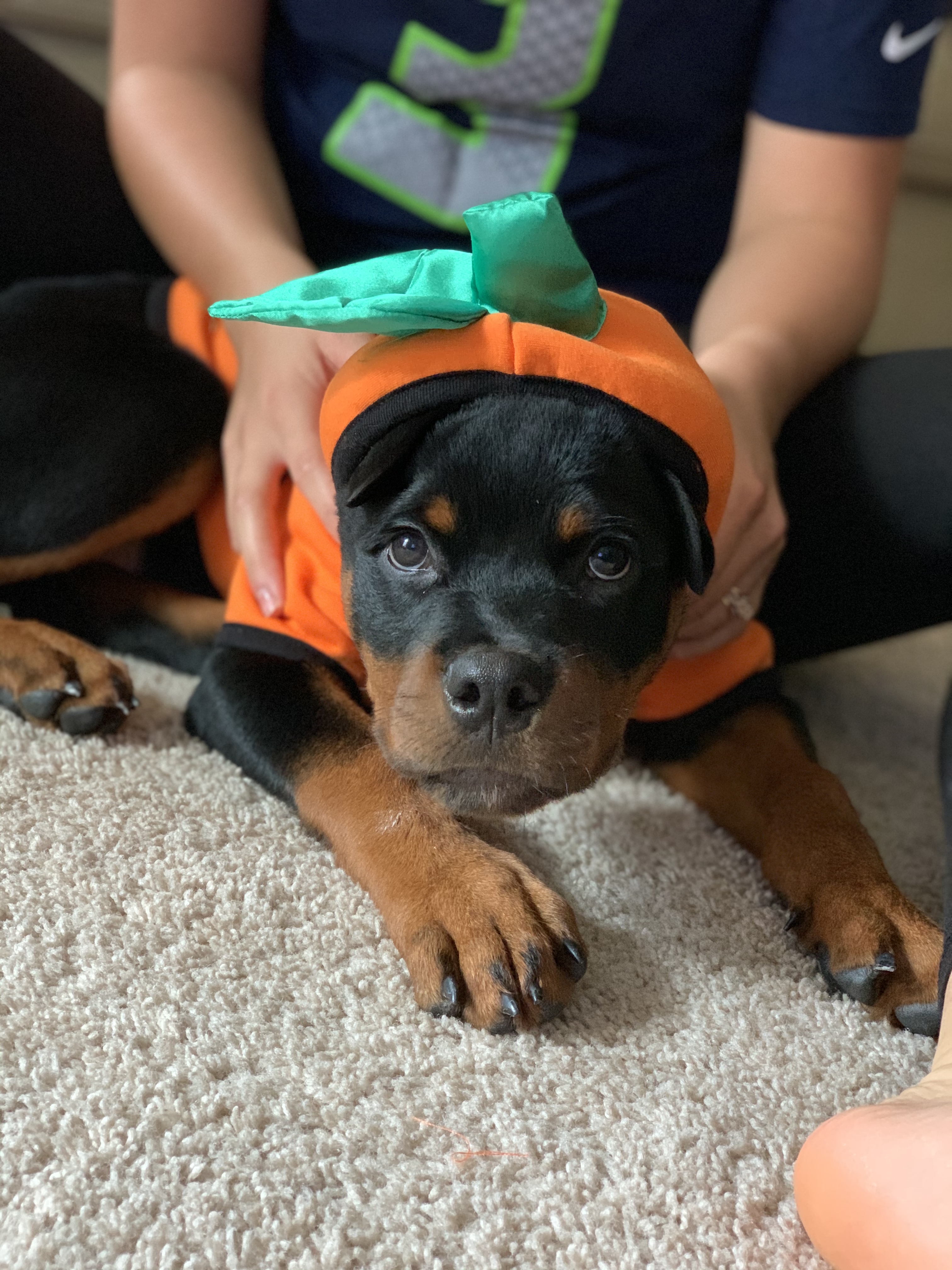Leo the dog in pumpkin costume