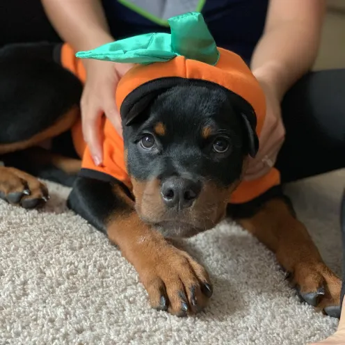 Leo the dog in pumpkin costume