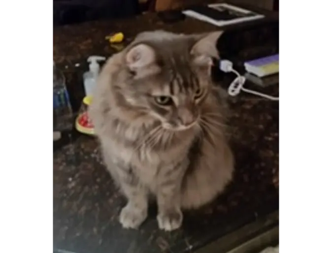 Shady (Cat) Shady (Cat)