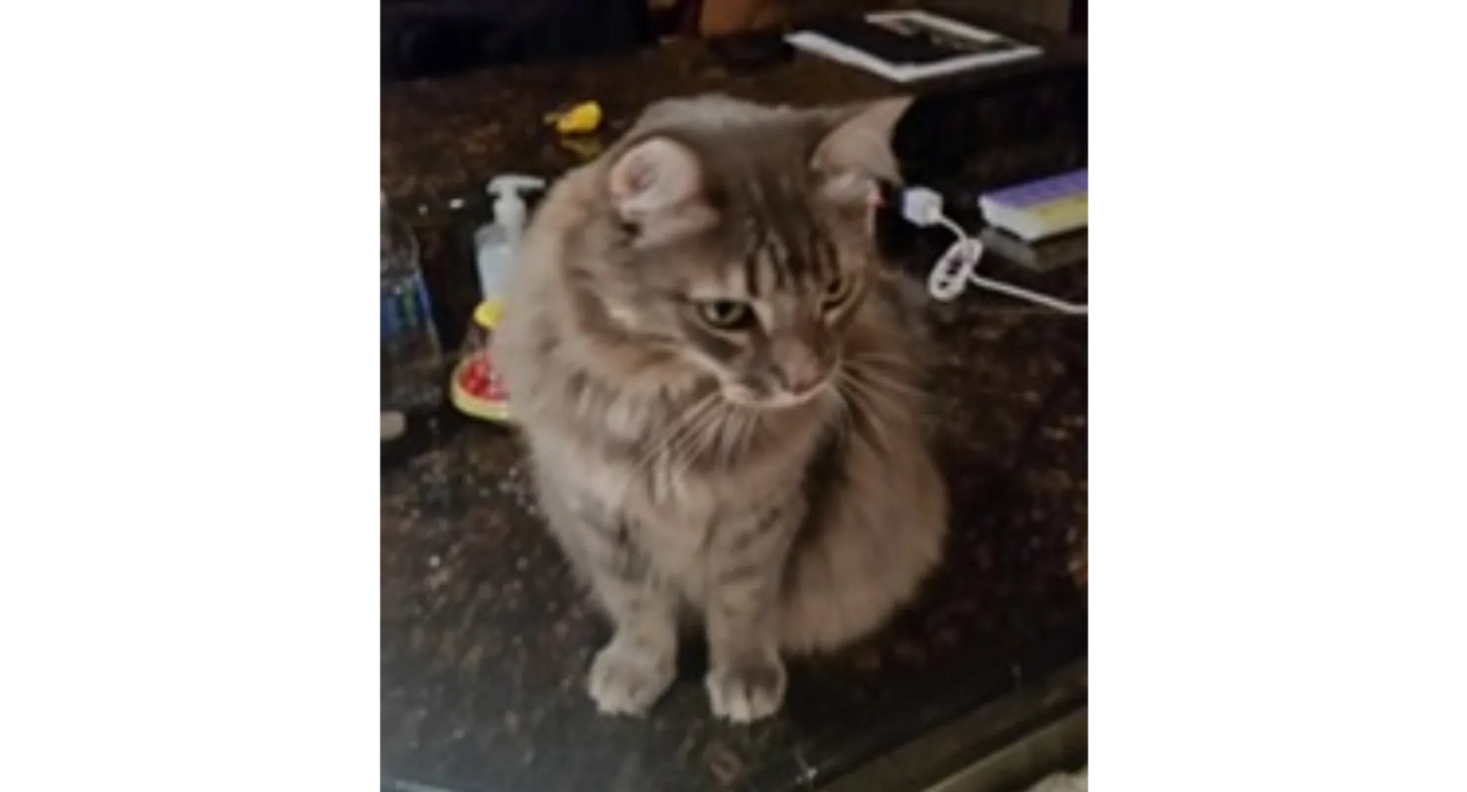 Shady (Cat) Shady (Cat)