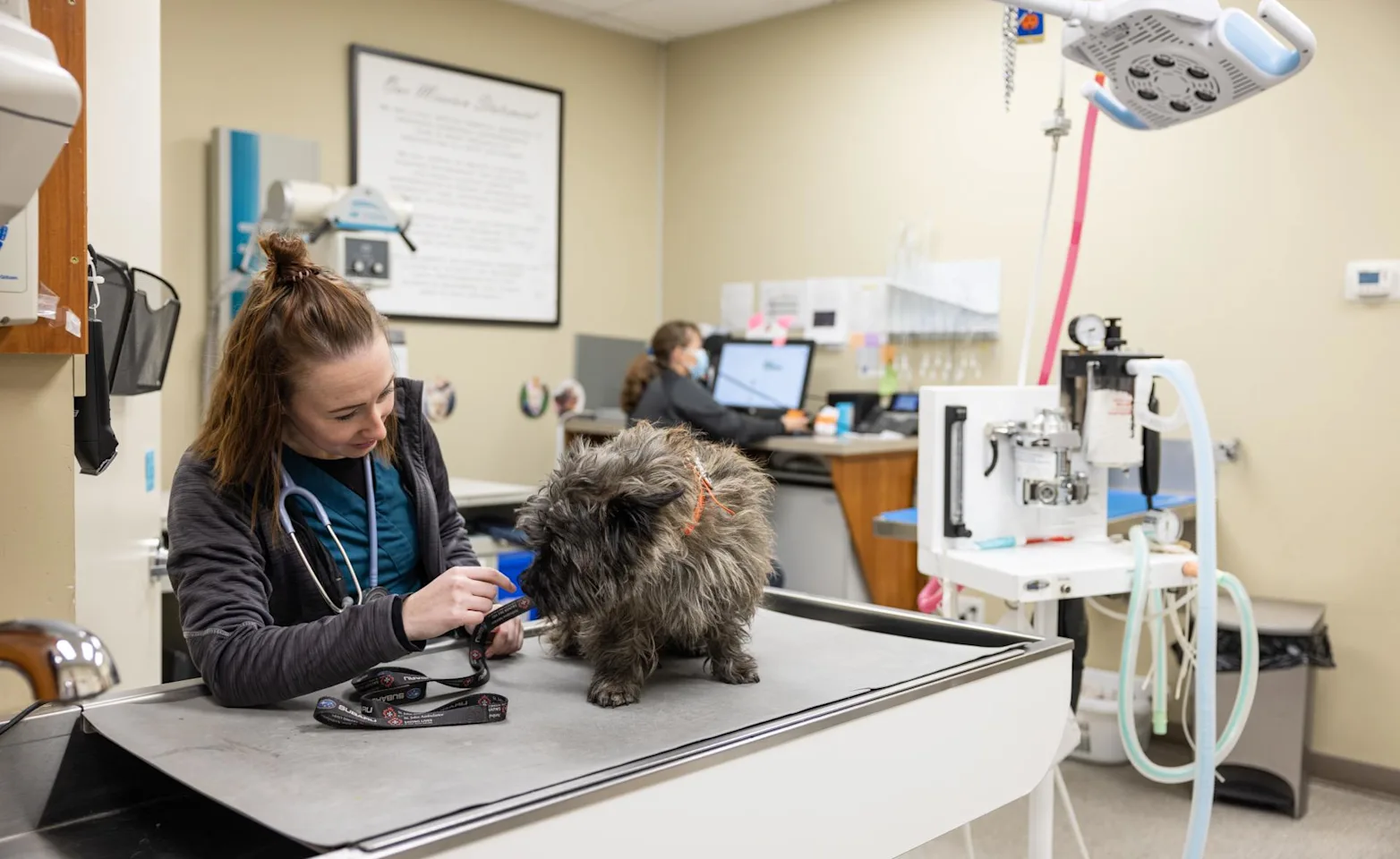 Staff inspecting dog Staff inspecting dog
