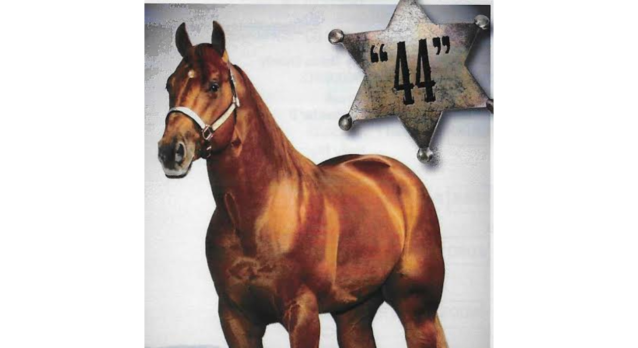 Three Doc Bar, a dark brown horse