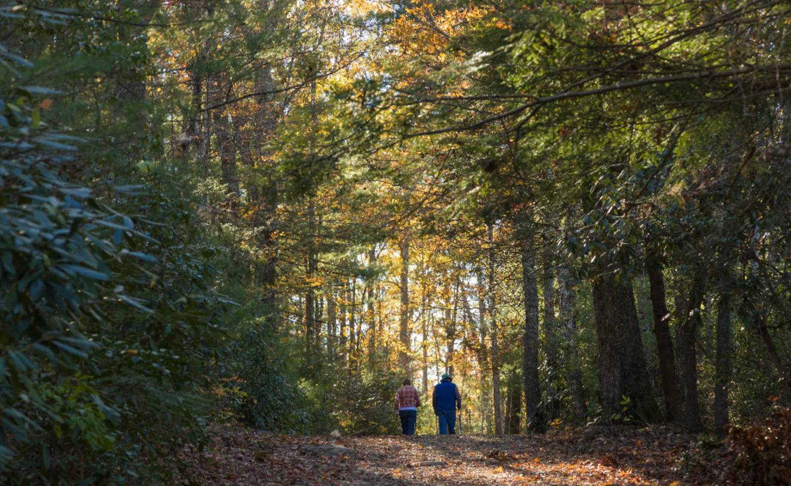 A couple walking in a forest near Asheville, NC