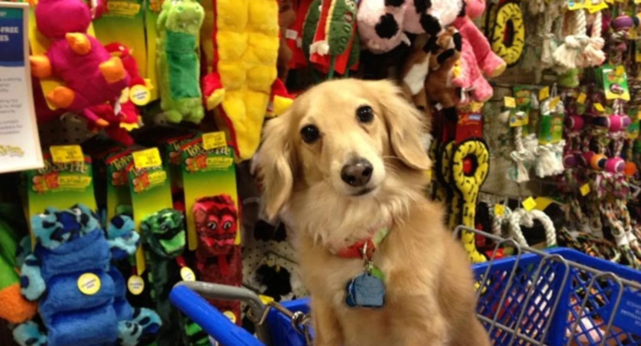 Dr. Kristen's dog, Pickles is in a shopping cart and in the background there are pet toys behind him or her. 