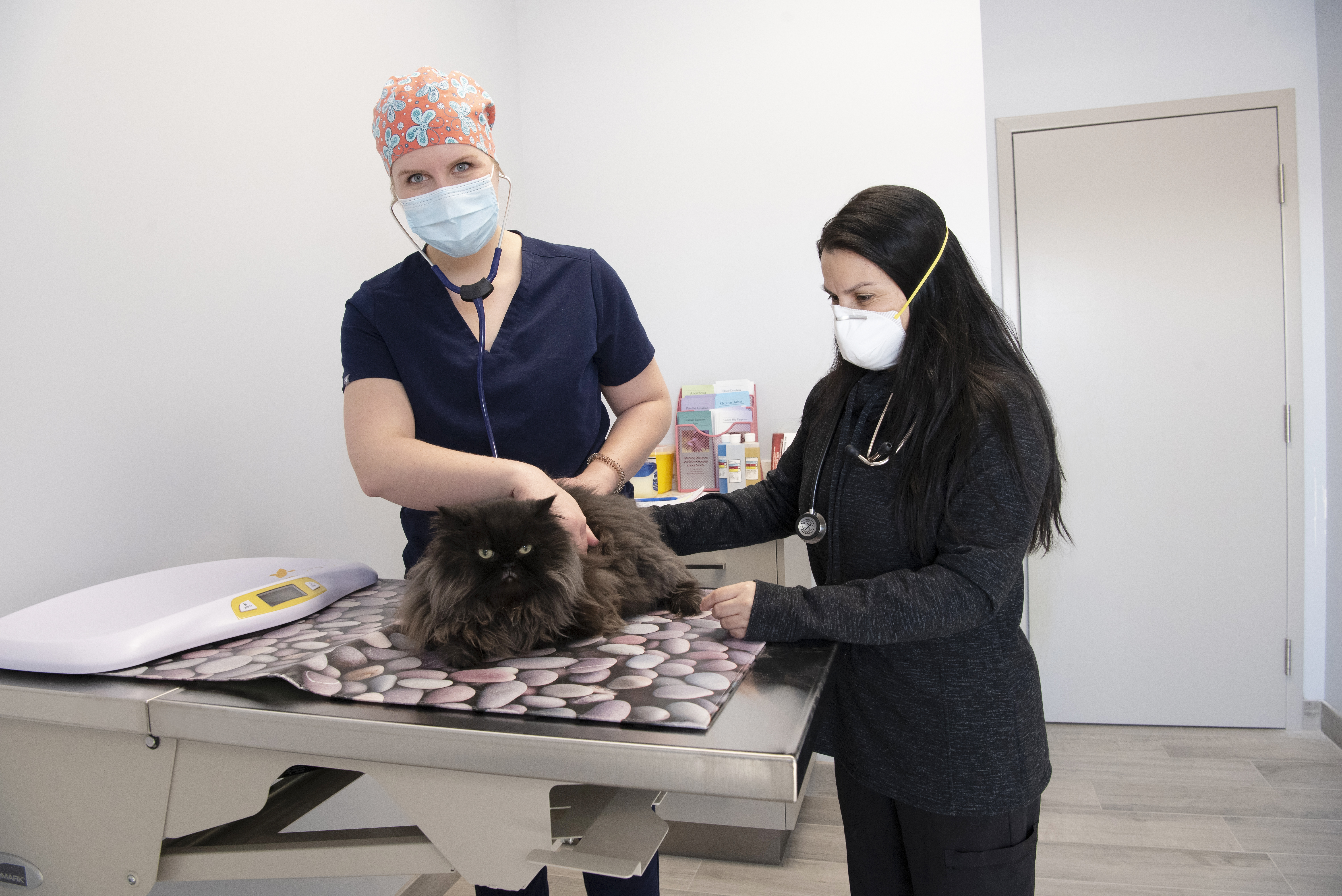 Staff examining a kitten