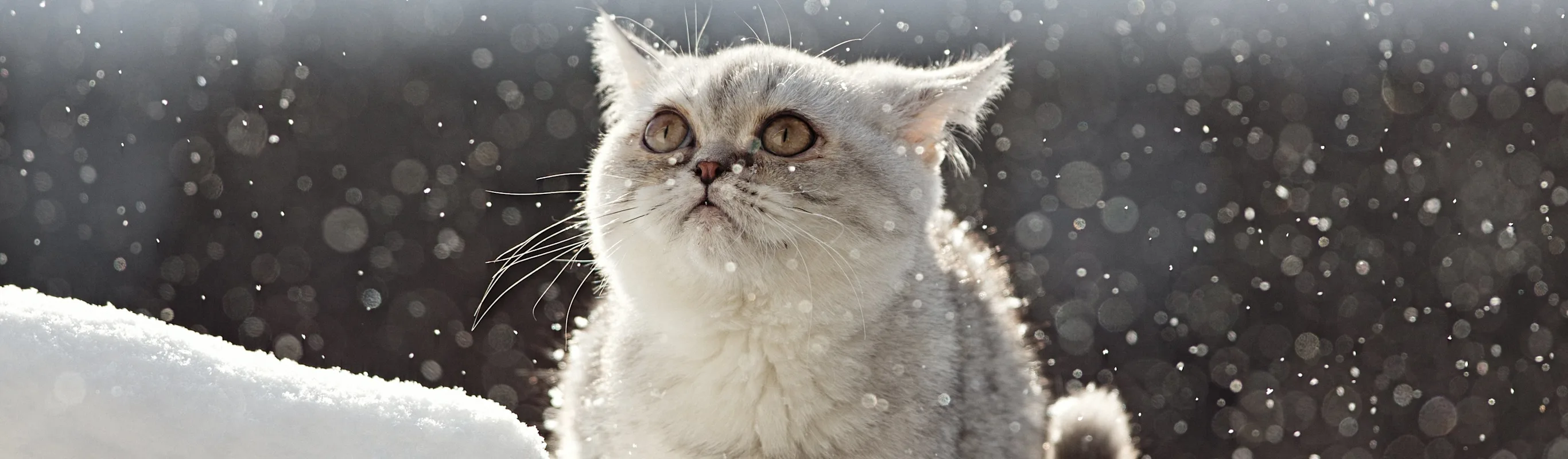 Cat sitting in the snow