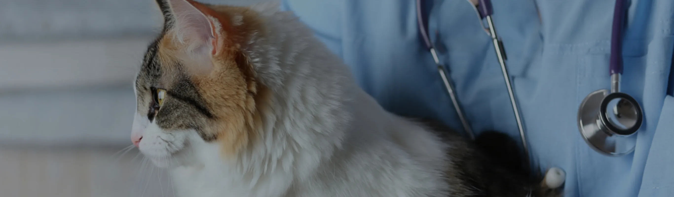 Tan, gray, and white cat being held by a doctor in blue