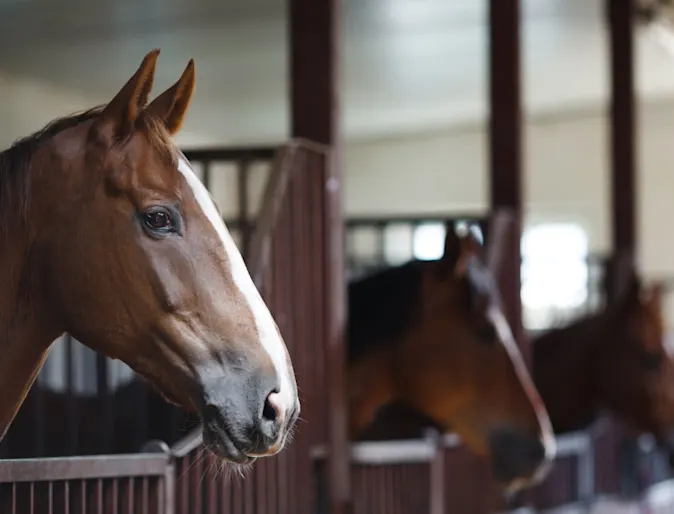 Horses lined up in stables in a barn