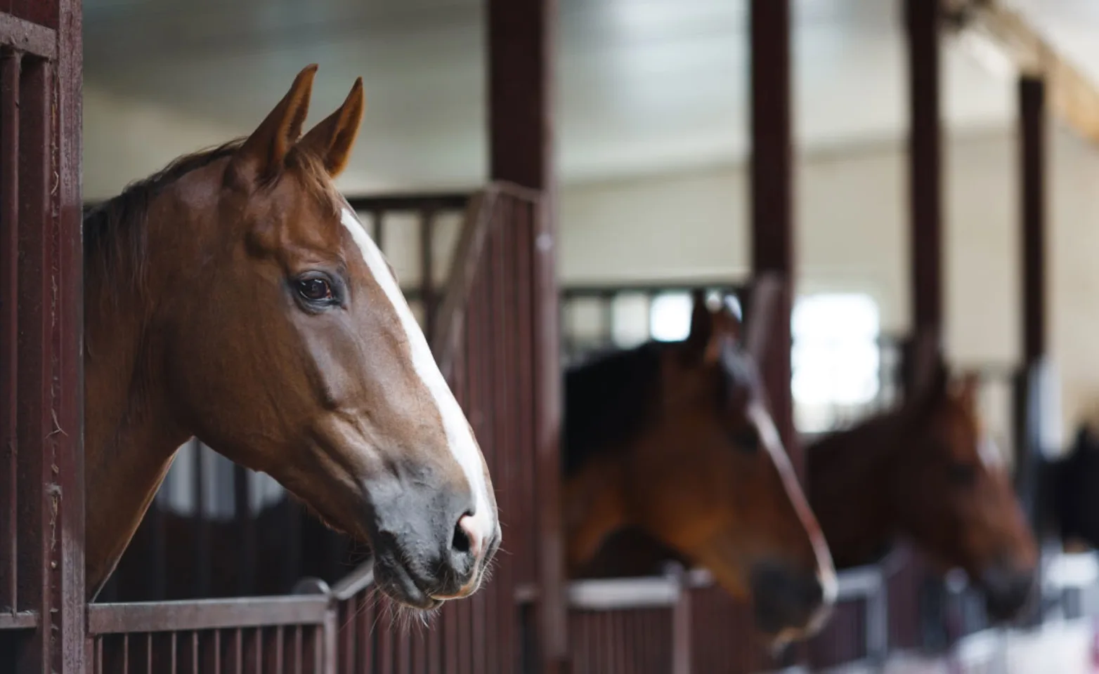 Horses lined up in stables in a barn