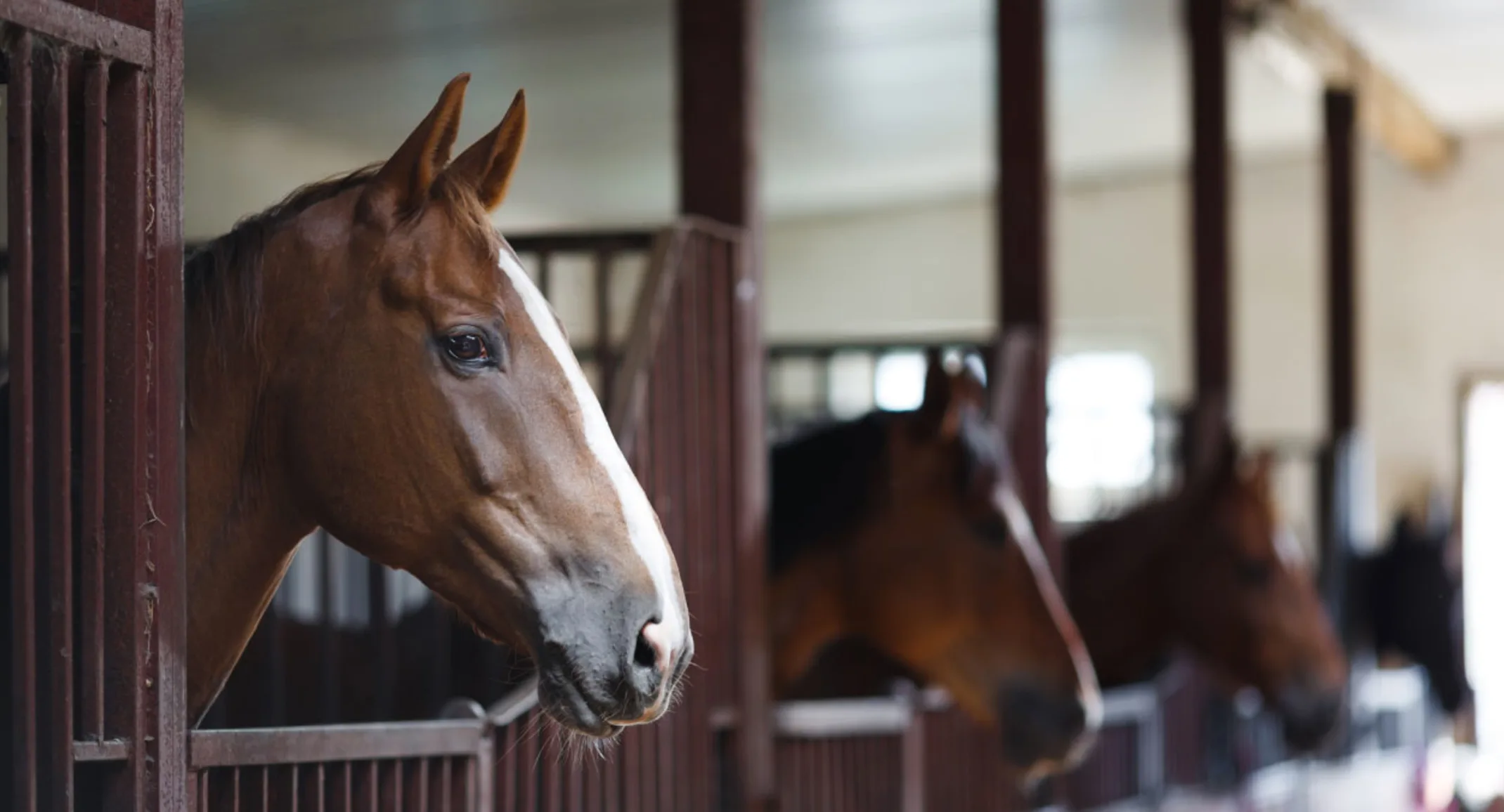 Horses lined up in stables in a barn