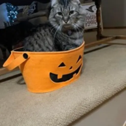 Cat Sitting in a Trick or Treat Basket Cat Sitting in a Trick or Treat Basket