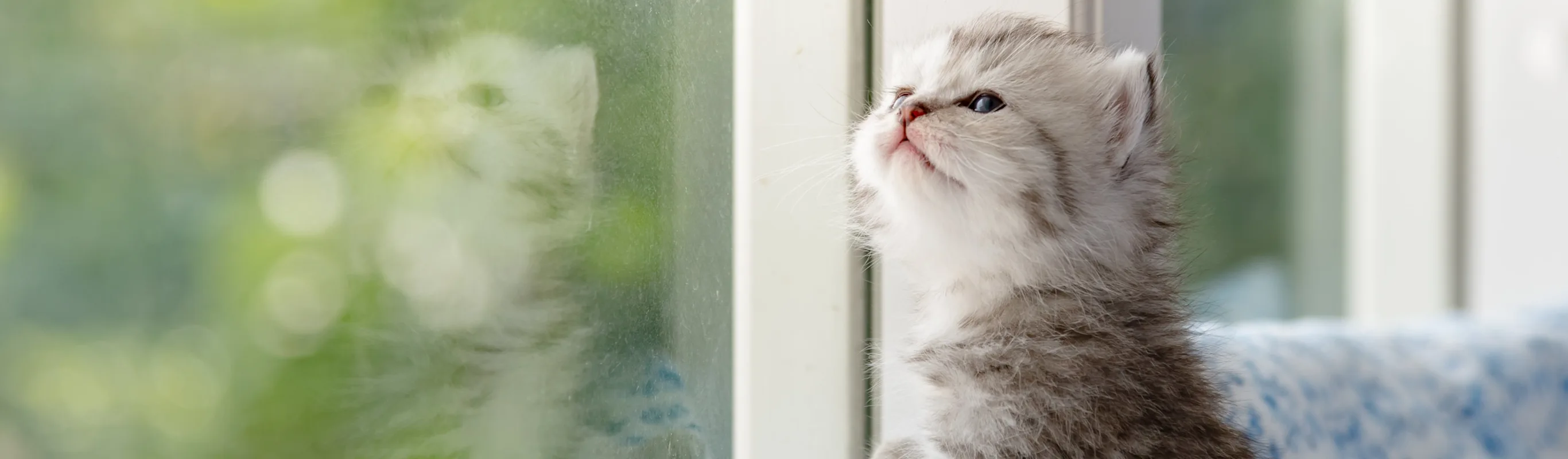 Kitten looking out window Kitten looking out window