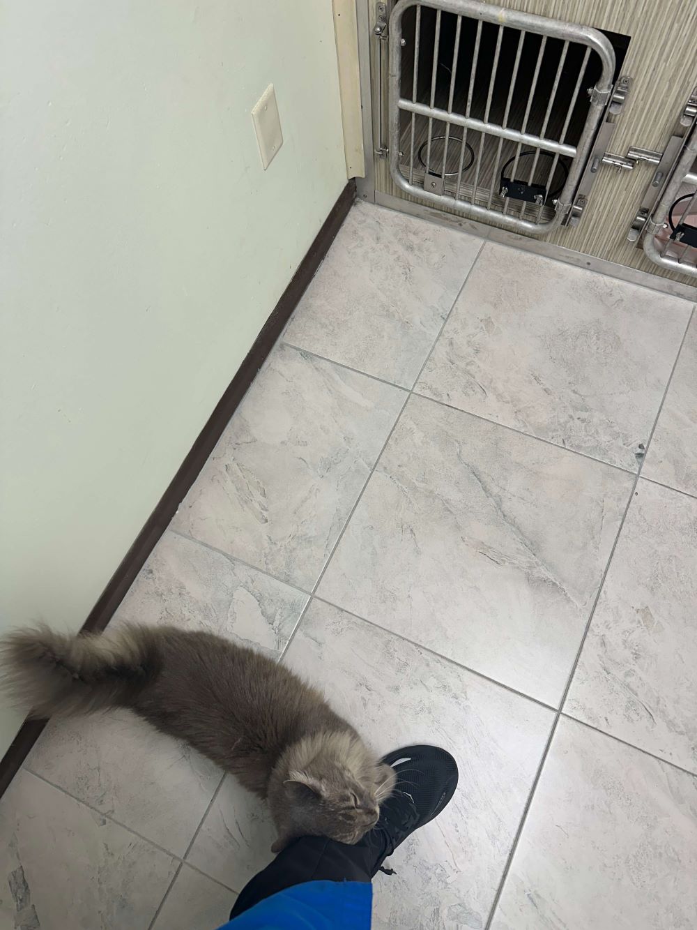 Annabella Asking for Pets