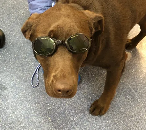 Dog with goggles 